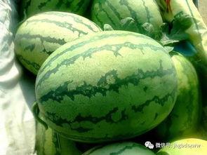 tg网红吃瓜频道,带你领略娱乐圈幕后风云