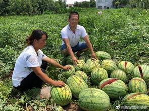 郫县网红吃瓜事件,一场网络狂欢背后的真相与反思