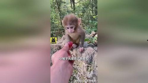 网红吃瓜姐猴子是谁啊,揭秘网红“吃瓜姐猴子”的真实身份