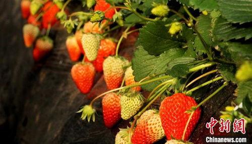 庄河卖草莓网红吃瓜,一场甜蜜的田园之旅