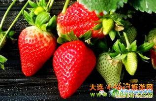 庄河卖草莓网红吃瓜,一场甜蜜的田园之旅