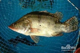 鳜鱼养殖爆料视频教程图片,揭秘视频教程与图片解析