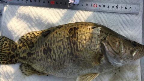 鳜鱼养殖爆料视频教程图片,揭秘视频教程与图片解析