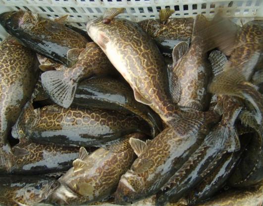 鳜鱼养殖爆料视频教程图片,揭秘视频教程与图片解析