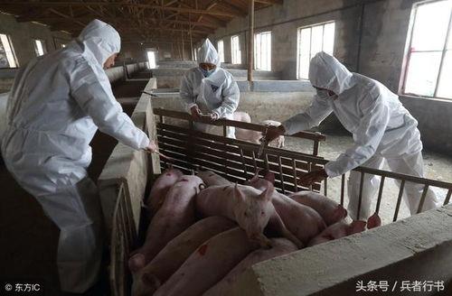 猪瘟最新爆料视频,揭秘病毒传播真相与防控措施