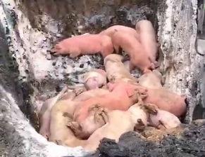 猪瘟最新爆料视频,揭秘病毒传播真相与防控措施