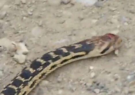 花于蛇1在线观看