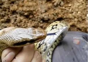 花于蛇1在线观看