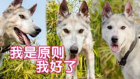 老疯杨南瓜爆料狗死视频,视频爆料引发热议