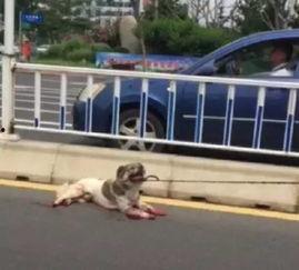 老疯杨南瓜爆料狗死视频,视频爆料引发热议